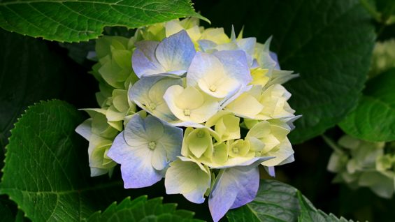 নতুন তিন স্মার্টফোন